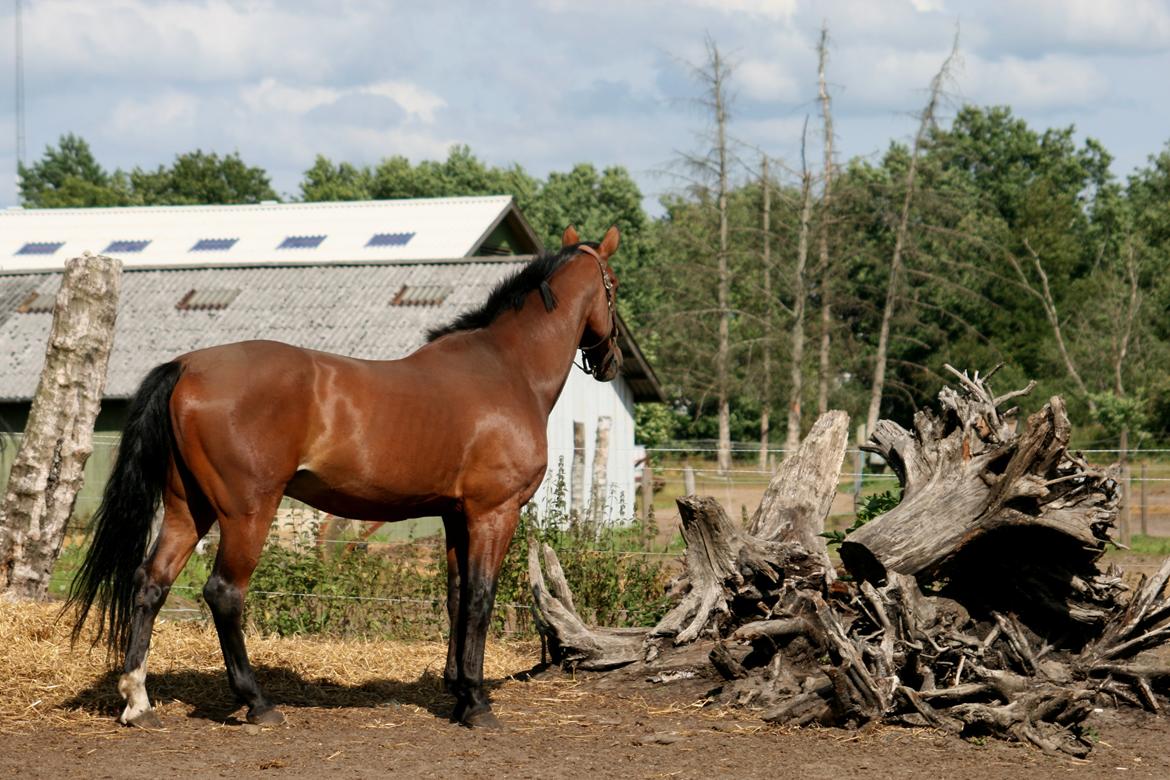 Dansk Varmblod Bøgegårdens "aladin" - Foto: Janie Sparrow billede 8