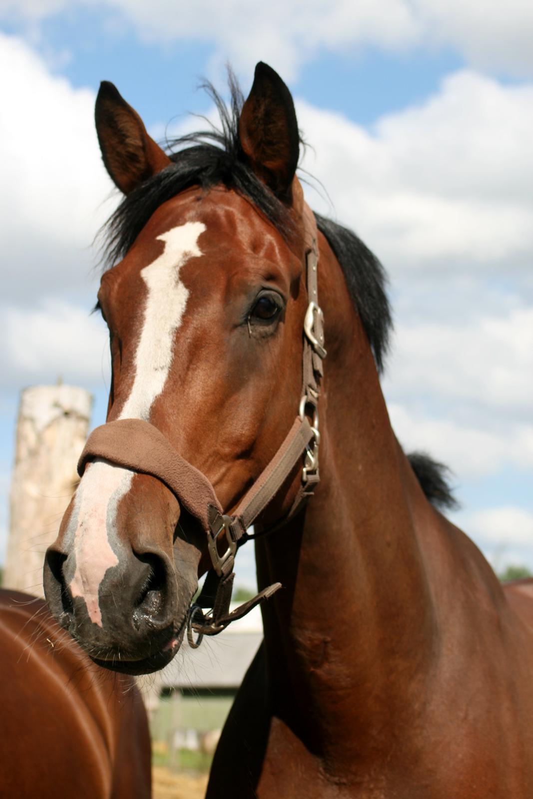 Dansk Varmblod Bøgegårdens "aladin" - Foto: Janie Sparrow billede 5
