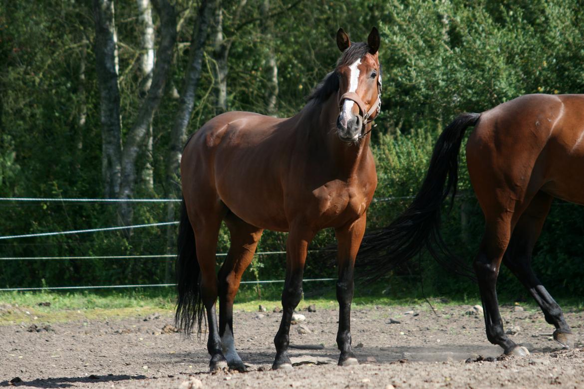 Dansk Varmblod Bøgegårdens "aladin" - Iiih han er så sød! :) Foto: Janie Sparrow billede 9