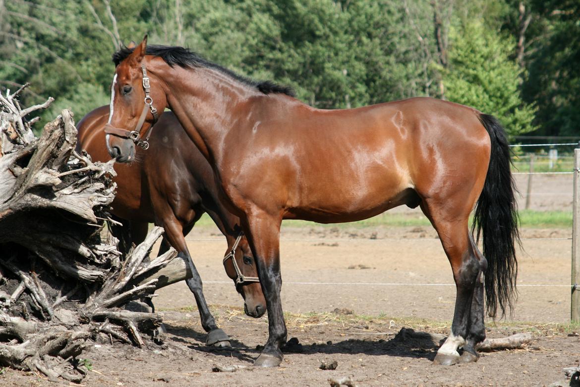 Dansk Varmblod Bøgegårdens "aladin" - Foto: Janie Sparrow billede 10