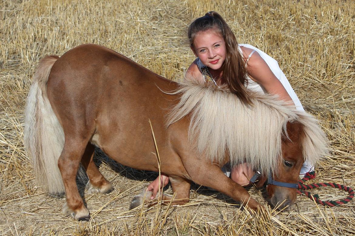 Shetlænder AAstrupgaards Tais billede 3