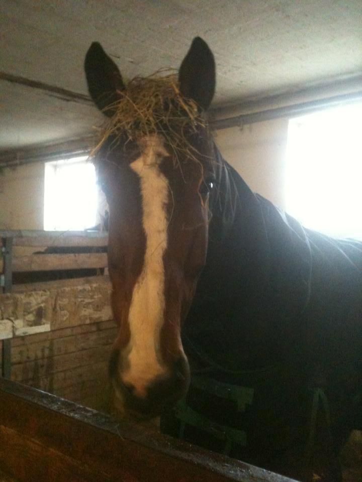 Dansk Varmblod Bøgegårdens "aladin" - Foto: Tania billede 12