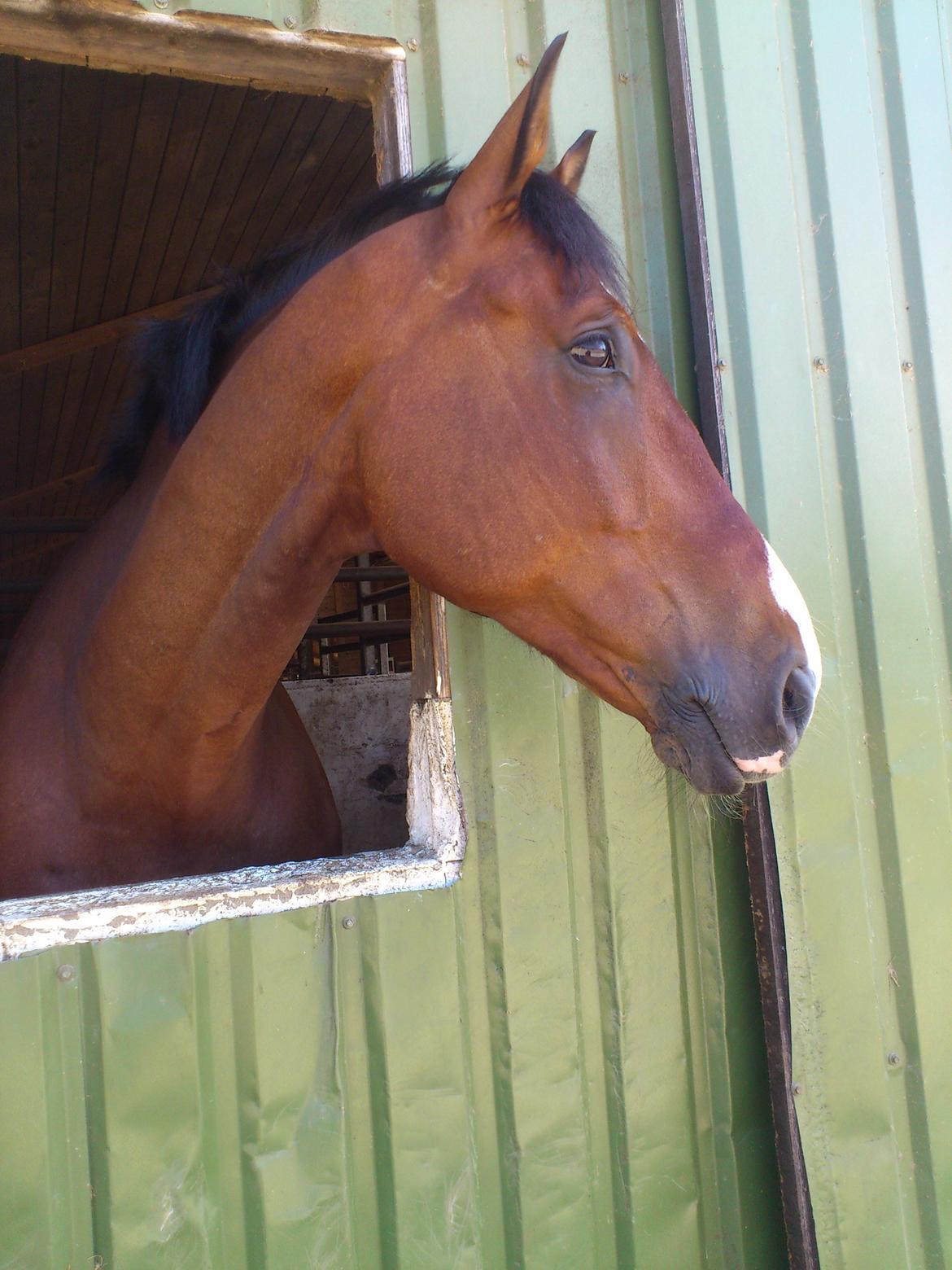 Dansk Varmblod Bøgegårdens "aladin" - Foto: Janie Sparrow billede 13