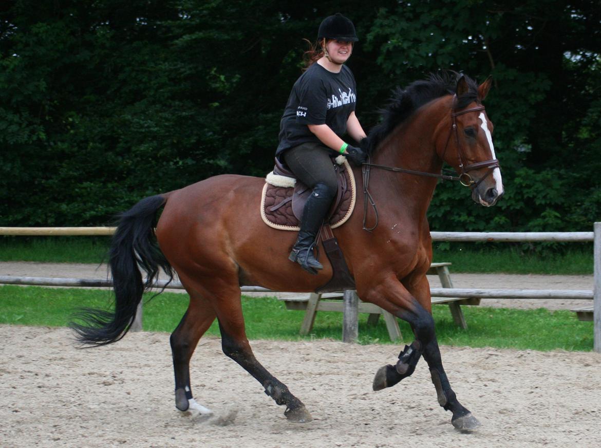 Dansk Varmblod Bøgegårdens "aladin" - Foto: Julie Clasen billede 14