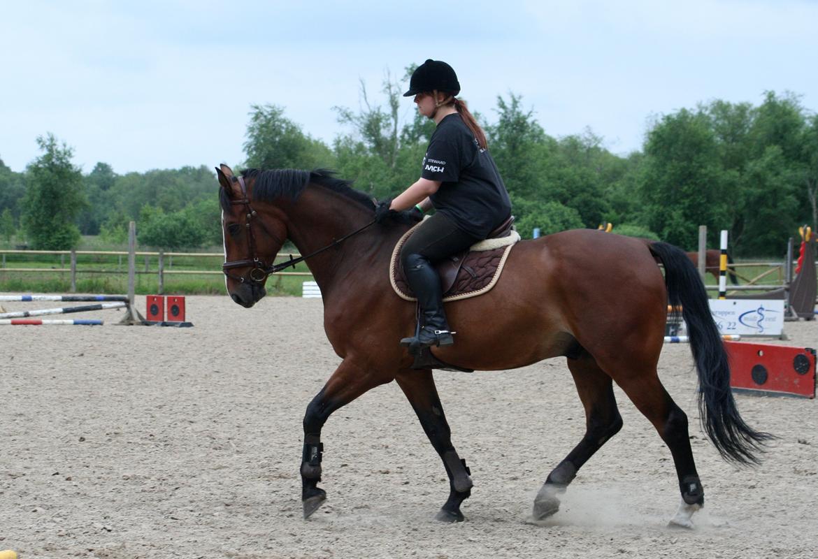 Dansk Varmblod Bøgegårdens "aladin" - Foto: Julie Clasen billede 15