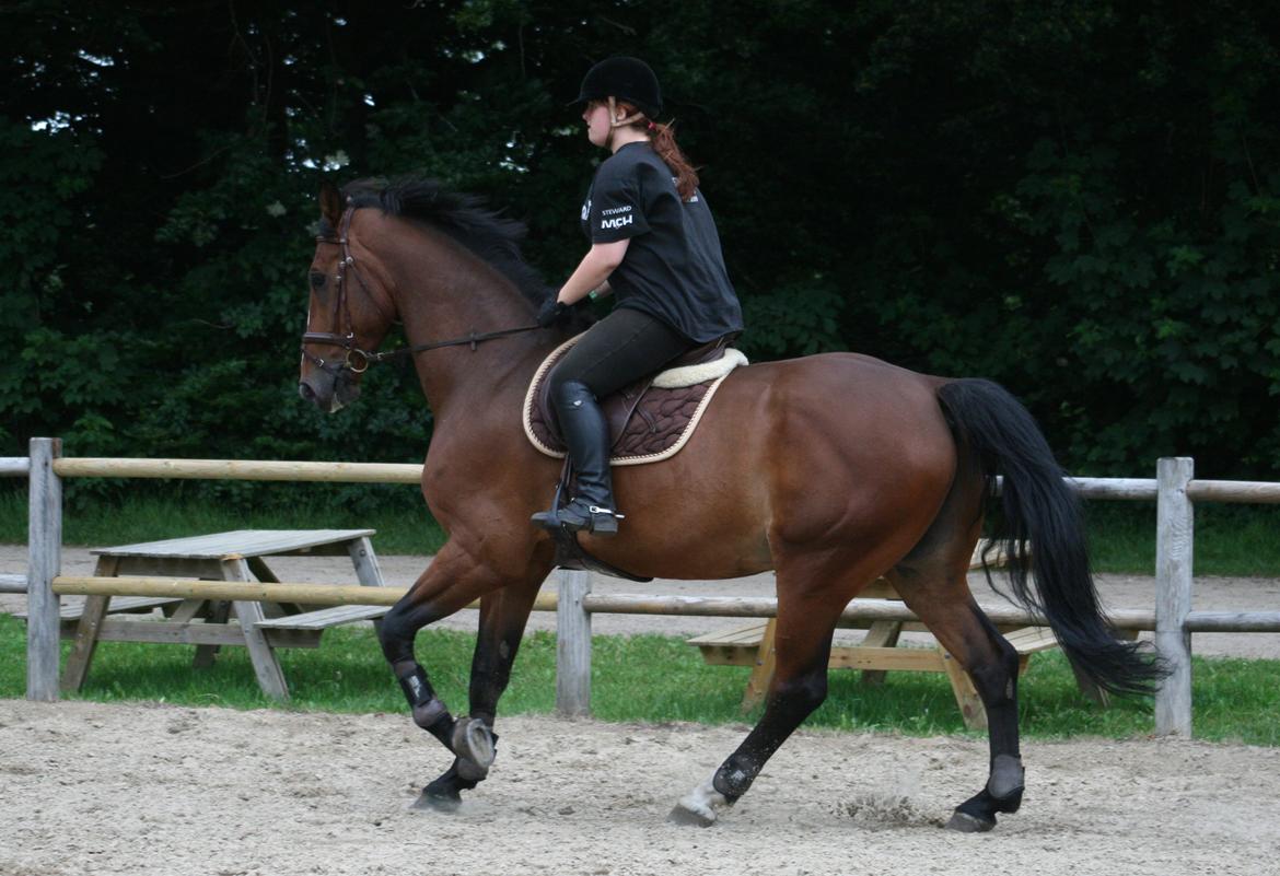 Dansk Varmblod Bøgegårdens "aladin" - Foto: Julie Clasen billede 16