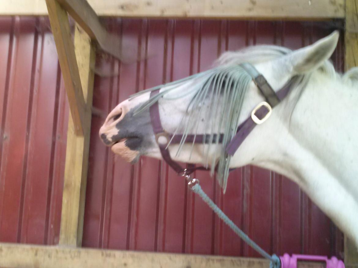 Hollandsk Sportspony Moonligt - sådan ser det ud når hun bliver kløet det rigtige set billede 5