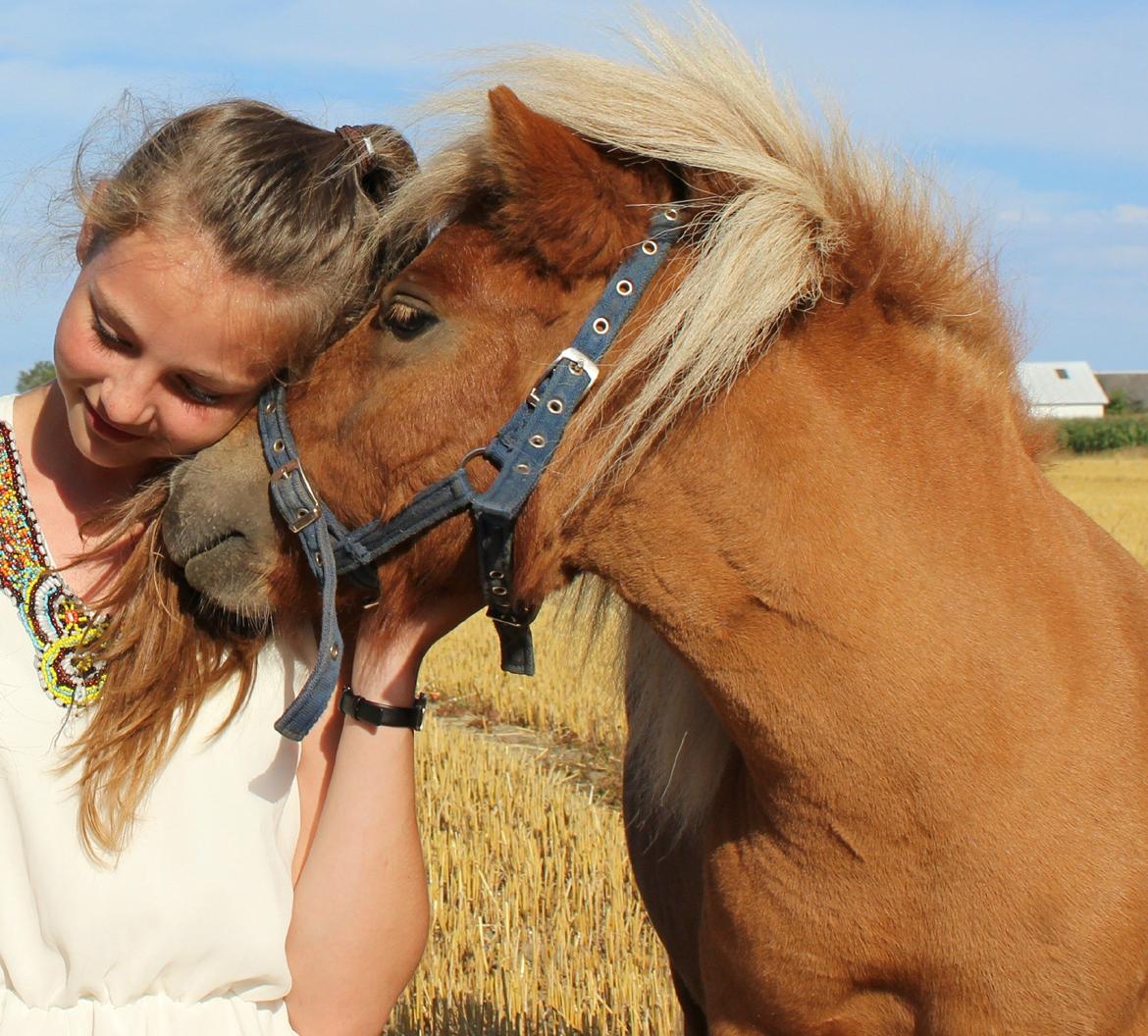 Shetlænder AAstrupgaards Tais billede 7