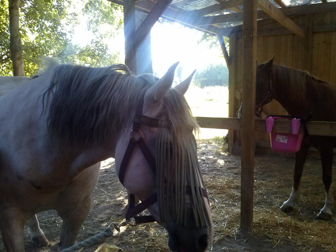 Hollandsk Sportspony Moonligt - I love you Mooni billede 7