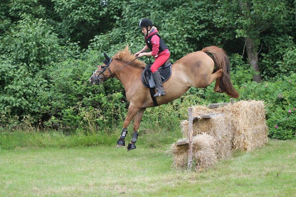 New Forest Engdalens Wendy - min bedste ven <3 - Landing <3 Foto: Naja <3 billede 19