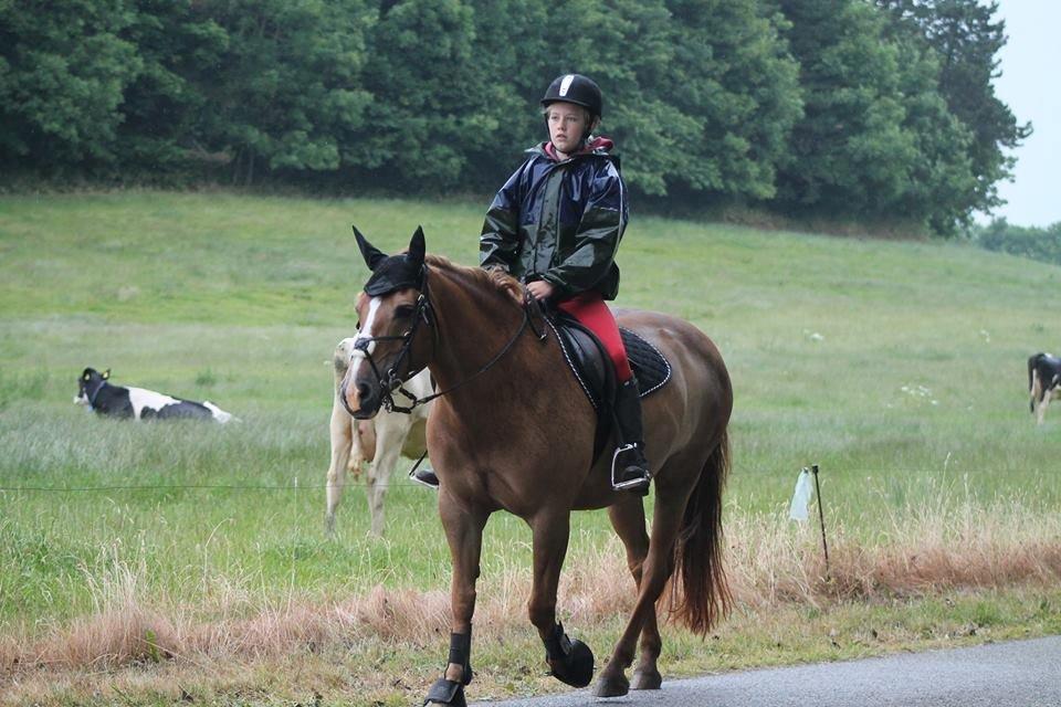 New Forest Engdalens Wendy - min bedste ven <3 - Plask våde, også på tur? <3 Foto: Naja  billede 27