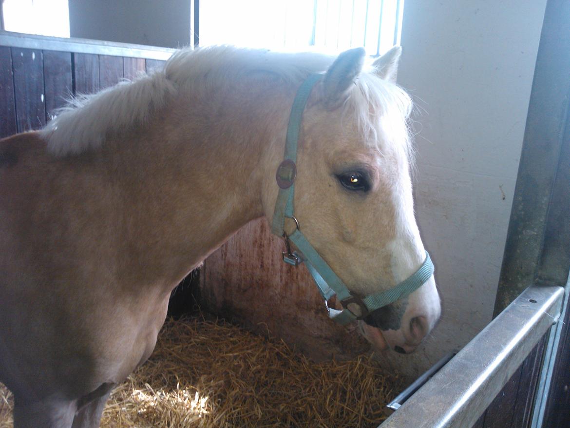 Welsh Pony (sec B) Sundance - Det sidste billed jeg har af dig! billede 18