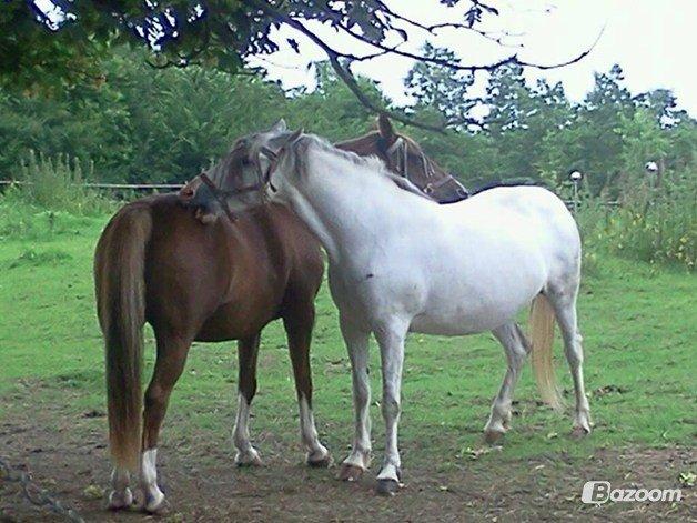 Hollandsk Sportspony Moonligt - der klør hun hendes veninde  
pompi billede 6