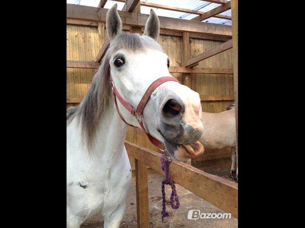 Hollandsk Sportspony Moonligt - slikke slikke billede 4