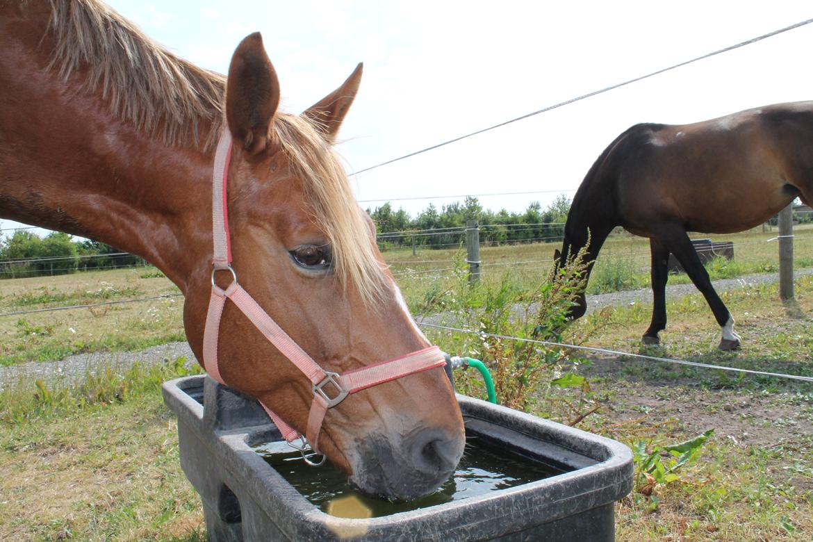 Oldenborg Møllevangs Menja billede 2