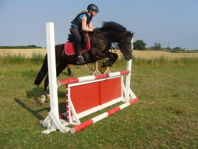 Welsh Cob (sec D) Lesto Havannah Klubmester 2013! billede 8