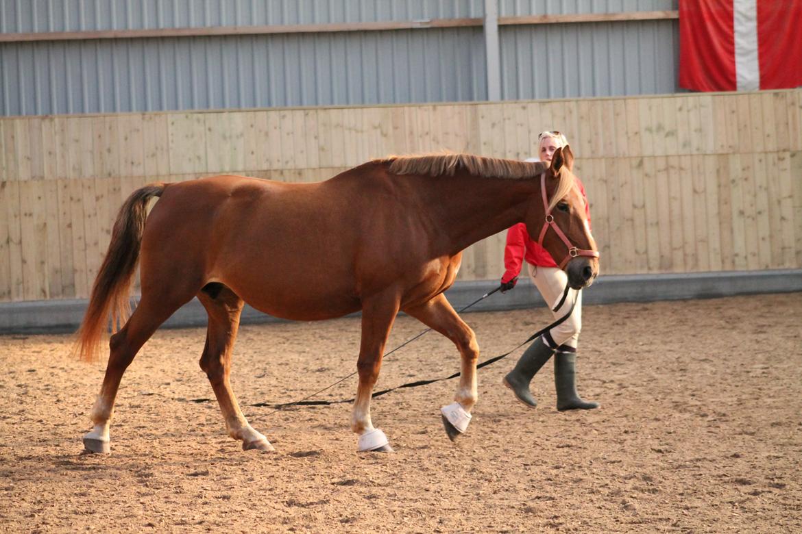 Oldenborg Møllevangs Menja billede 6