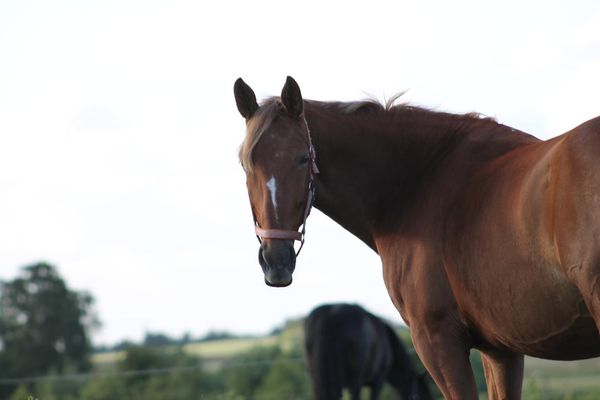 Oldenborg Møllevangs Menja billede 8