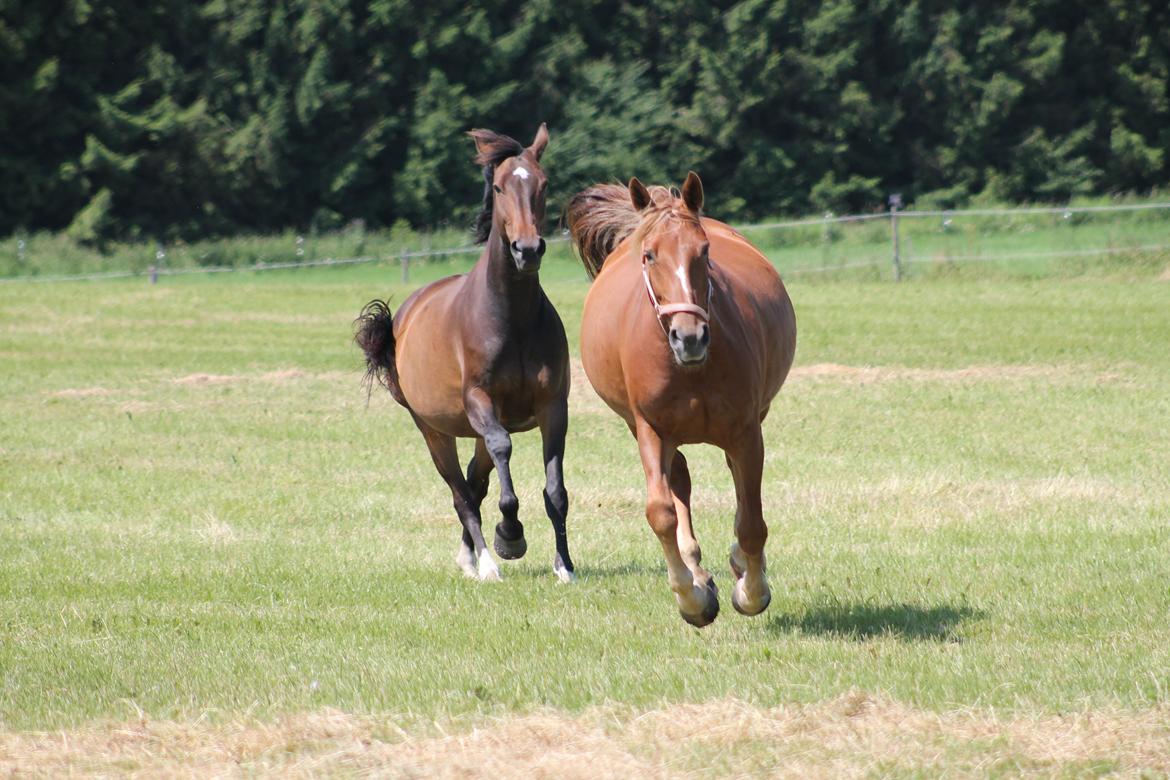 Oldenborg Møllevangs Menja billede 9