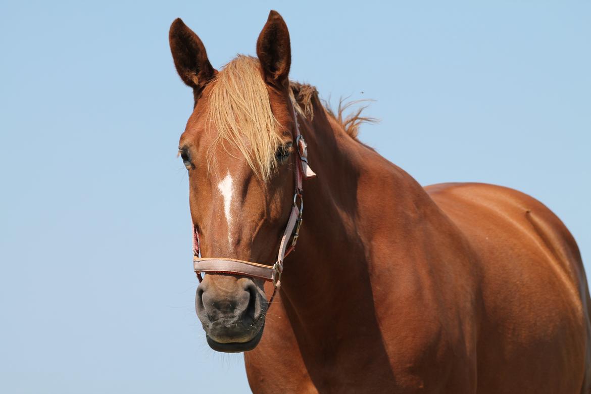 Oldenborg Møllevangs Menja billede 1