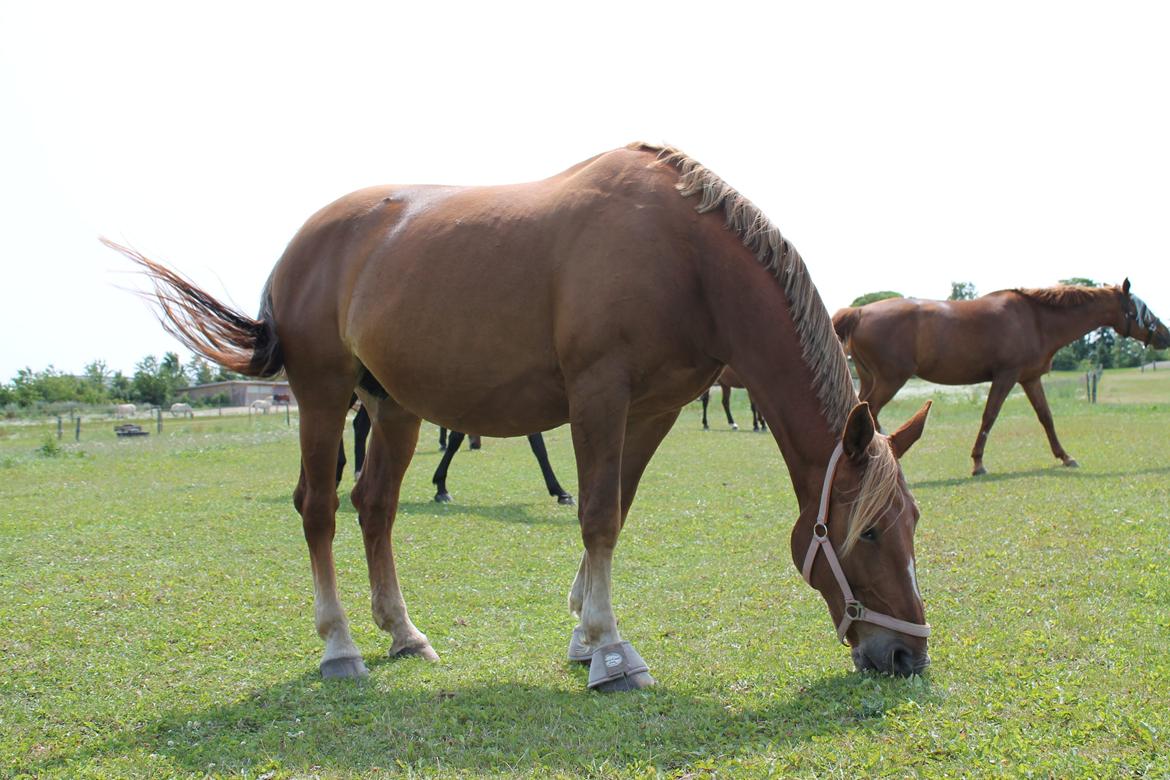 Oldenborg Møllevangs Menja billede 10