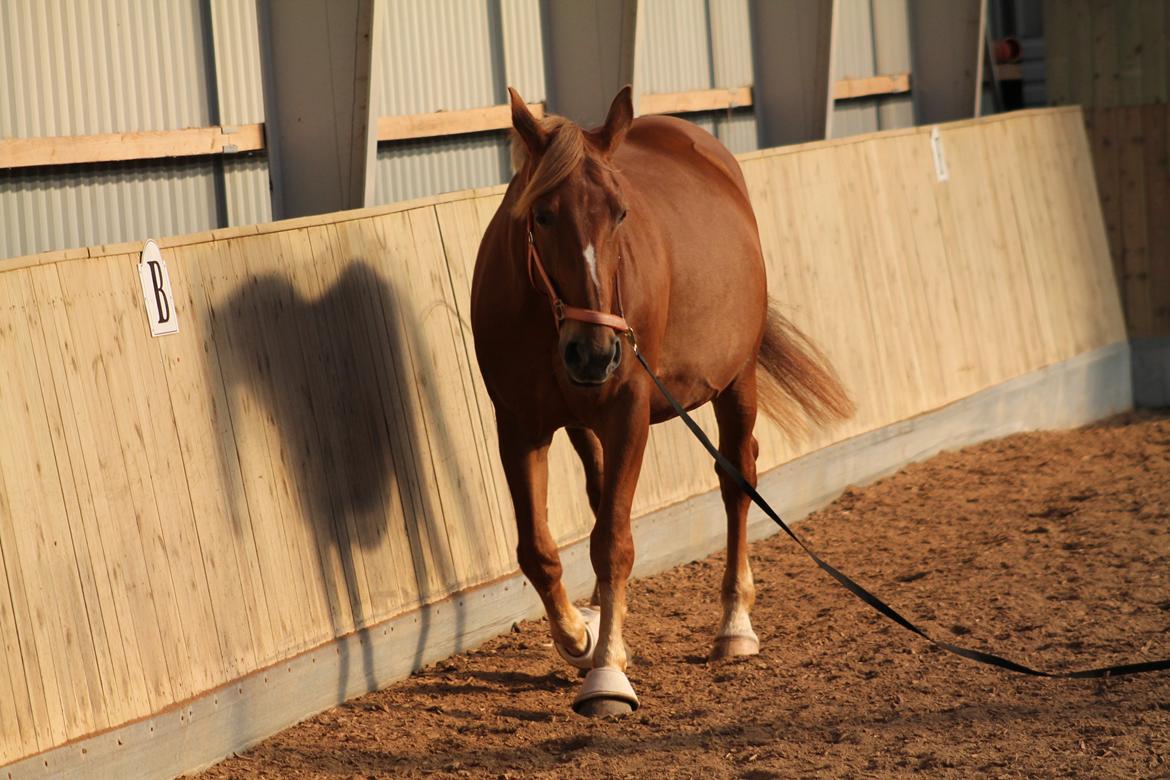 Oldenborg Møllevangs Menja billede 11