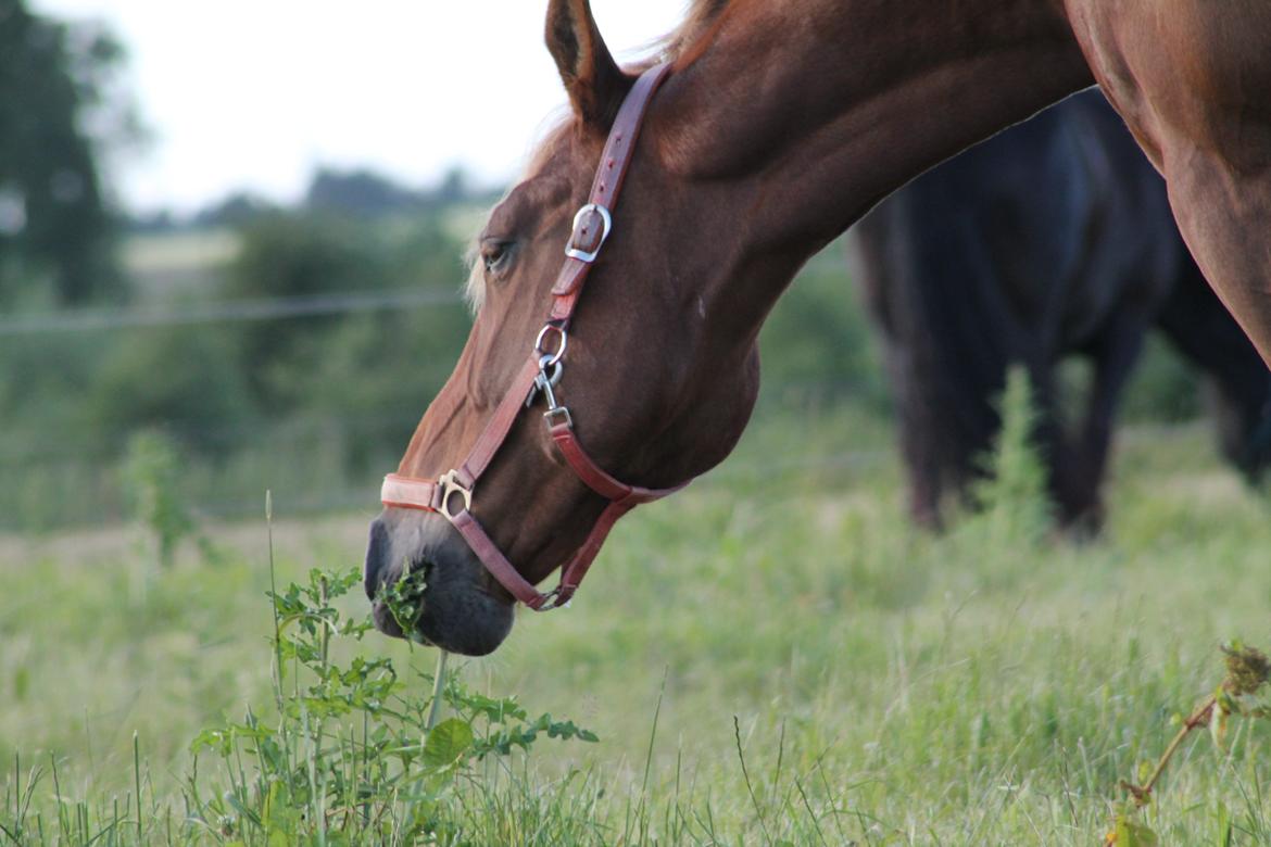 Oldenborg Møllevangs Menja billede 13