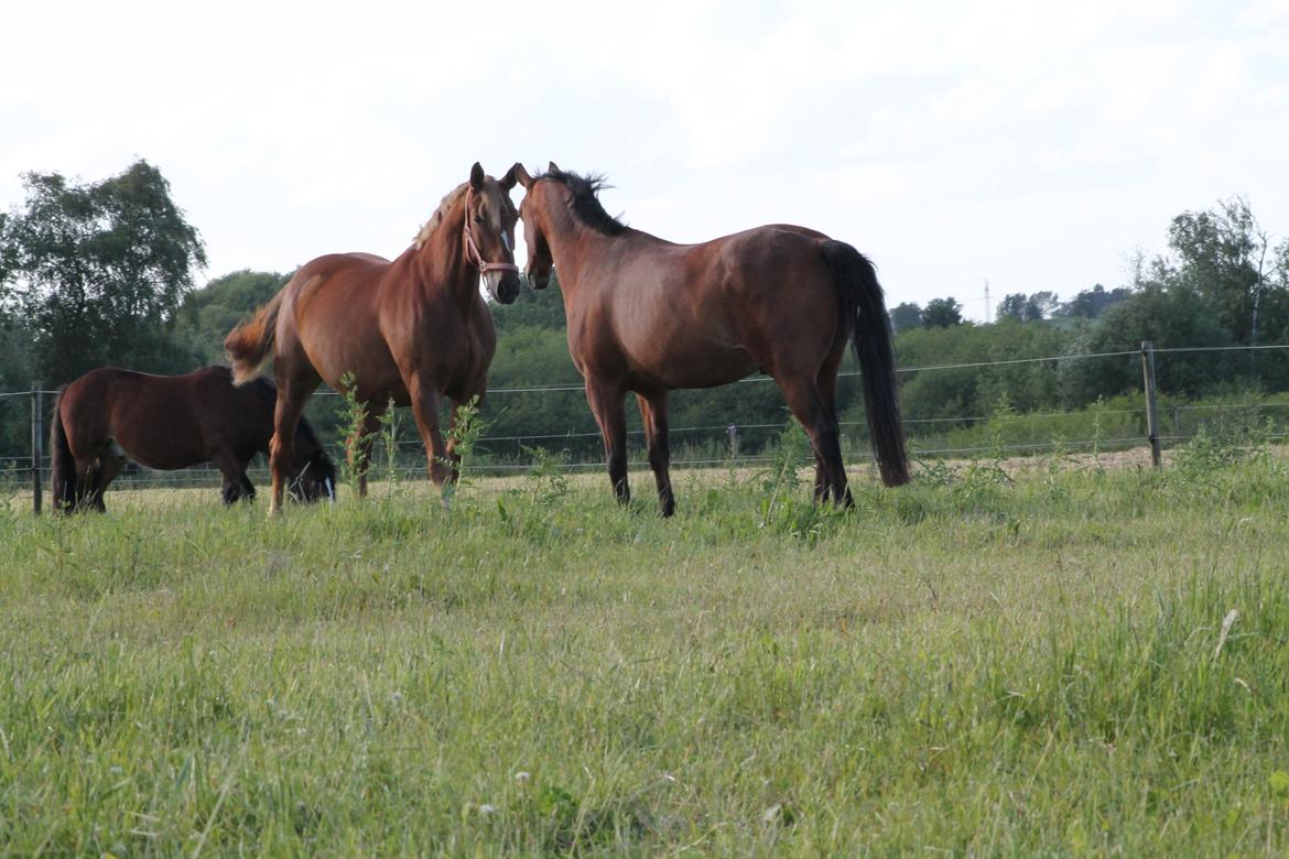Oldenborg Møllevangs Menja billede 14