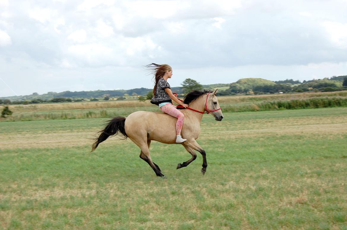 Anden særlig race Shanon B-pony billede 20