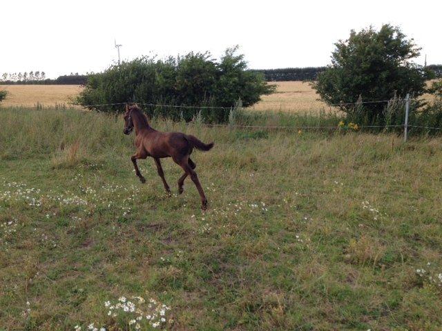 Frieser cardo.   solgt  billede 3