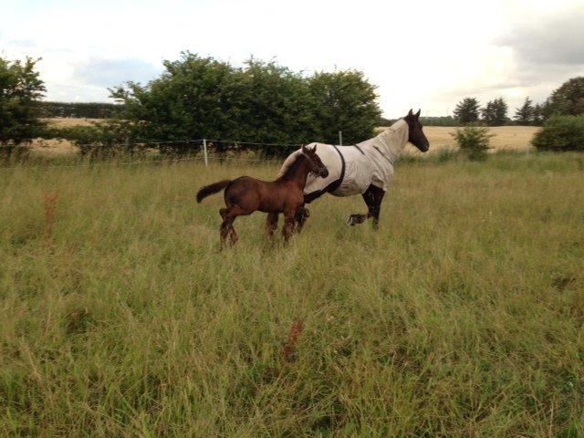 Frieser cardo.   solgt  billede 4