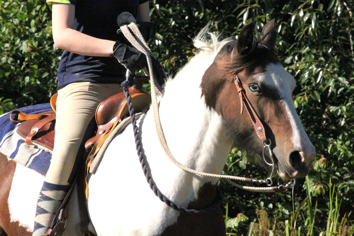 Irish Cob Crossbreed Palle - 2012 billede 14