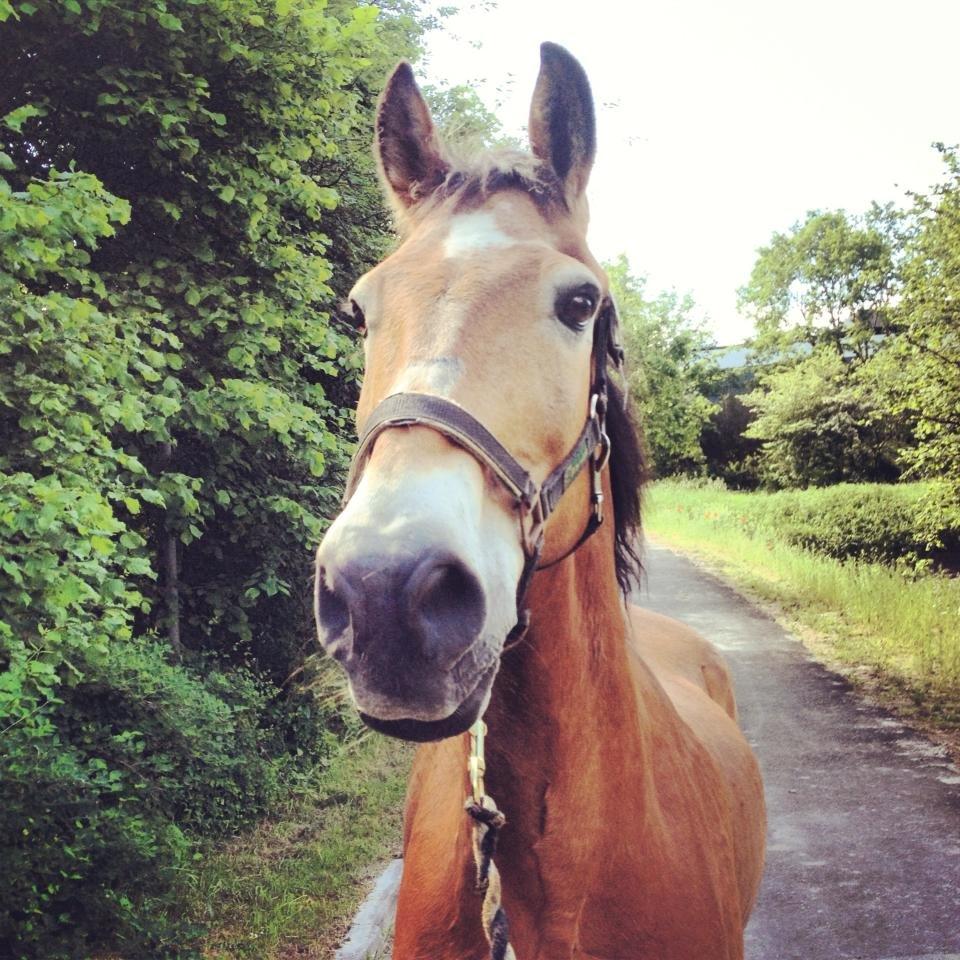 Anden særlig race Lester - Her er nogle billeder af min dejlige hest Lester. Elsker ham så meget <3<3 billede 1