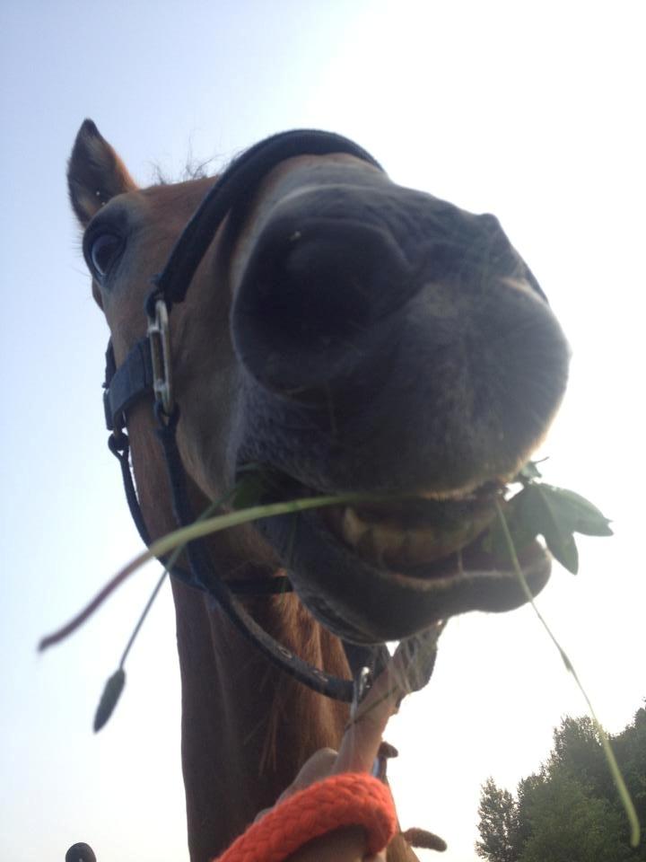 Anden særlig race Lester billede 7