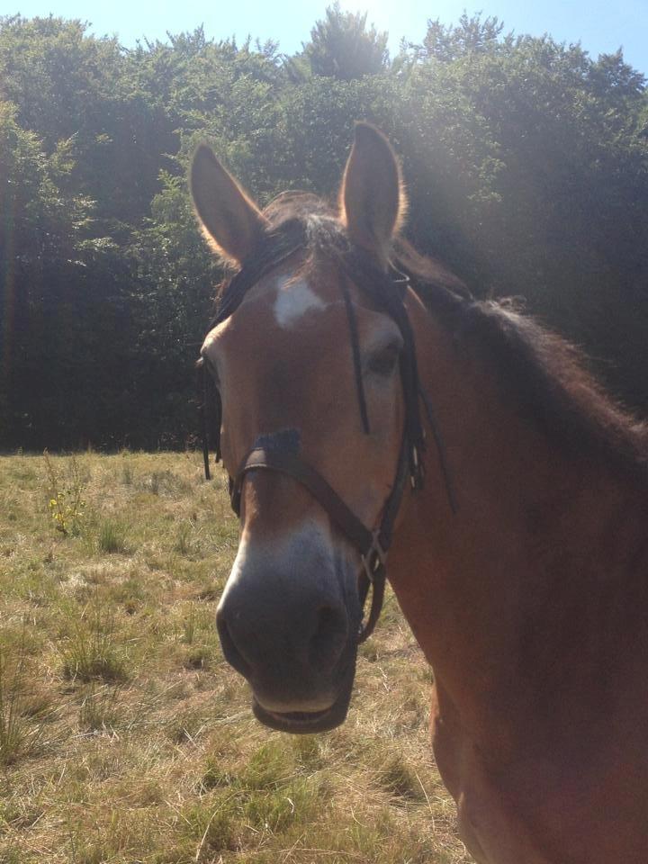 Anden særlig race Lester billede 14