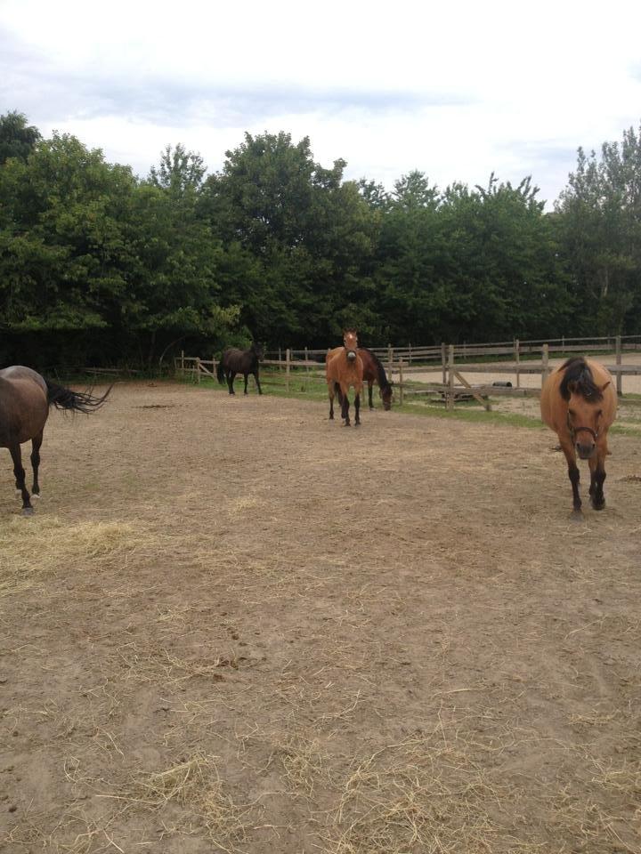 Anden særlig race Lester billede 15