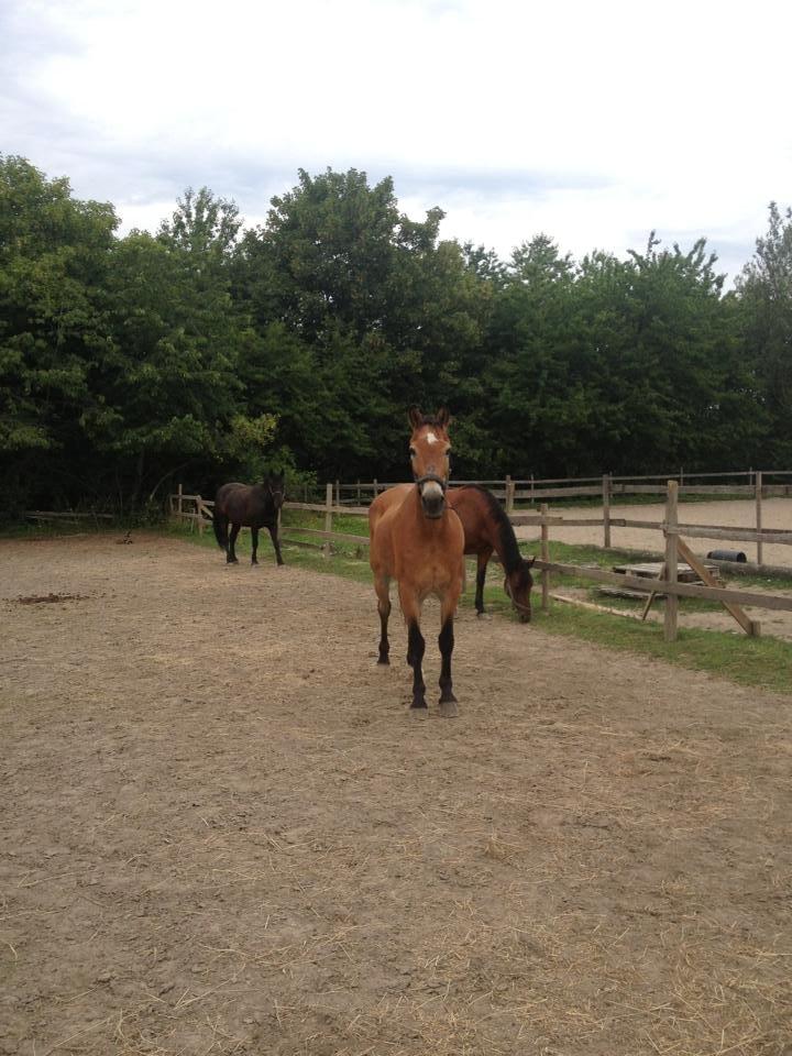 Anden særlig race Lester billede 16