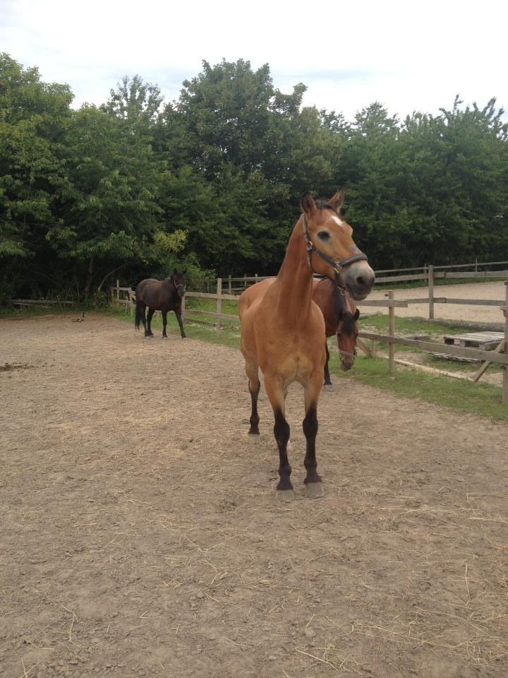 Anden særlig race Lester billede 17