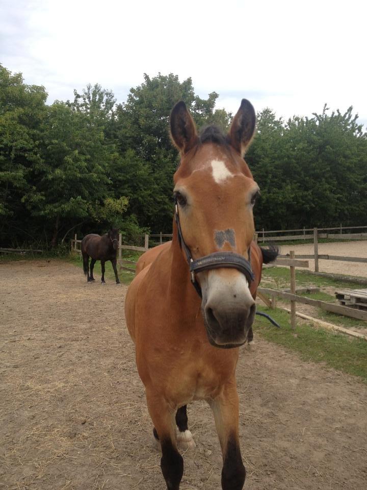 Anden særlig race Lester - Lester på fold i Herlev <3 <3 billede 18