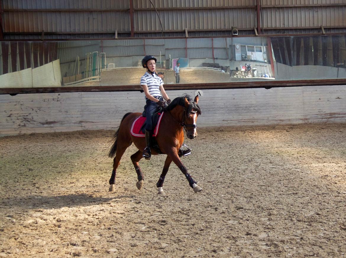 Anden særlig race Astaróla B-pony billede 26