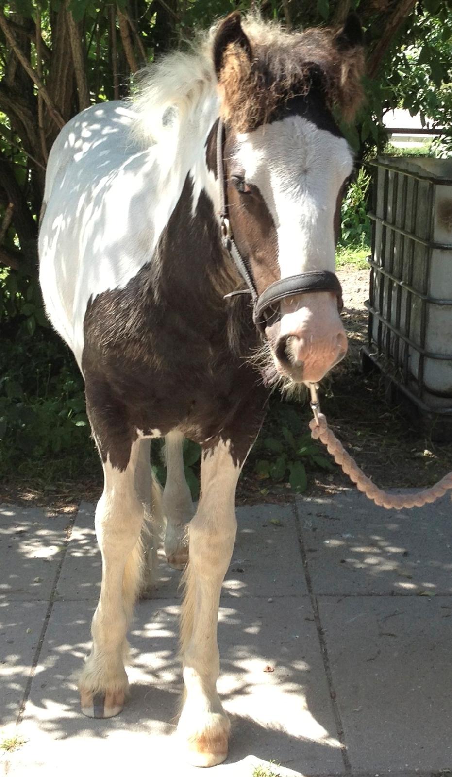 Irish Cob The Price of a Gypsy Fairytale - The Price of a Gypsy Fairytale 13 uger gammel billede 10