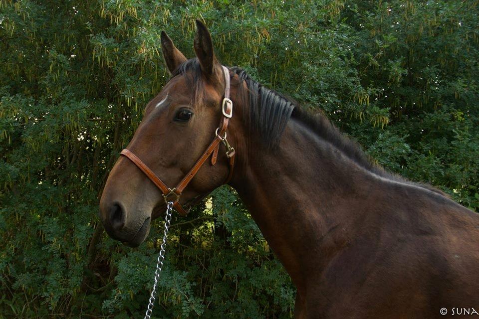 Anden særlig race DP Dumbledore billede 1