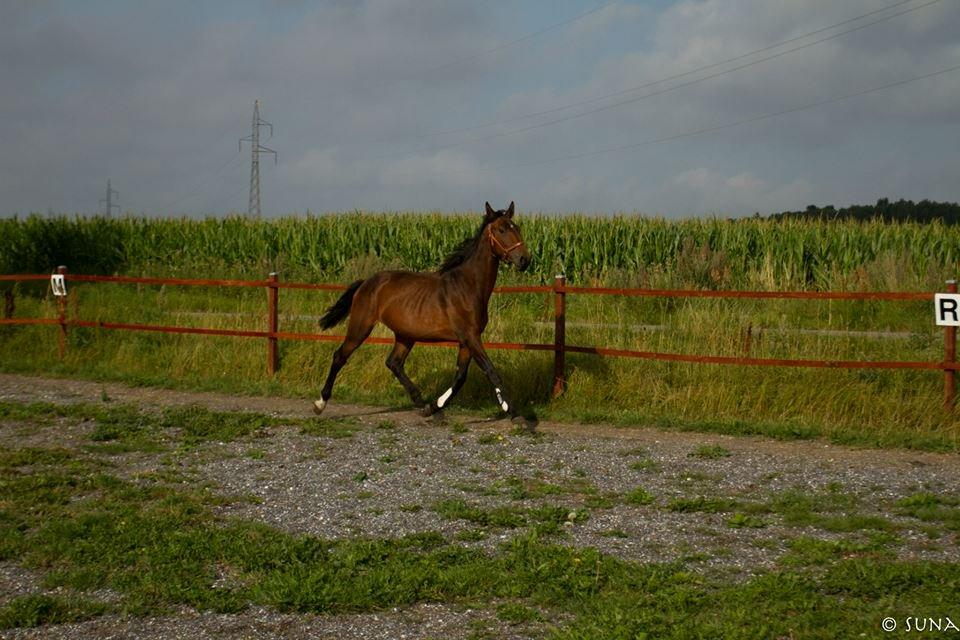 Anden særlig race DP Dumbledore billede 2