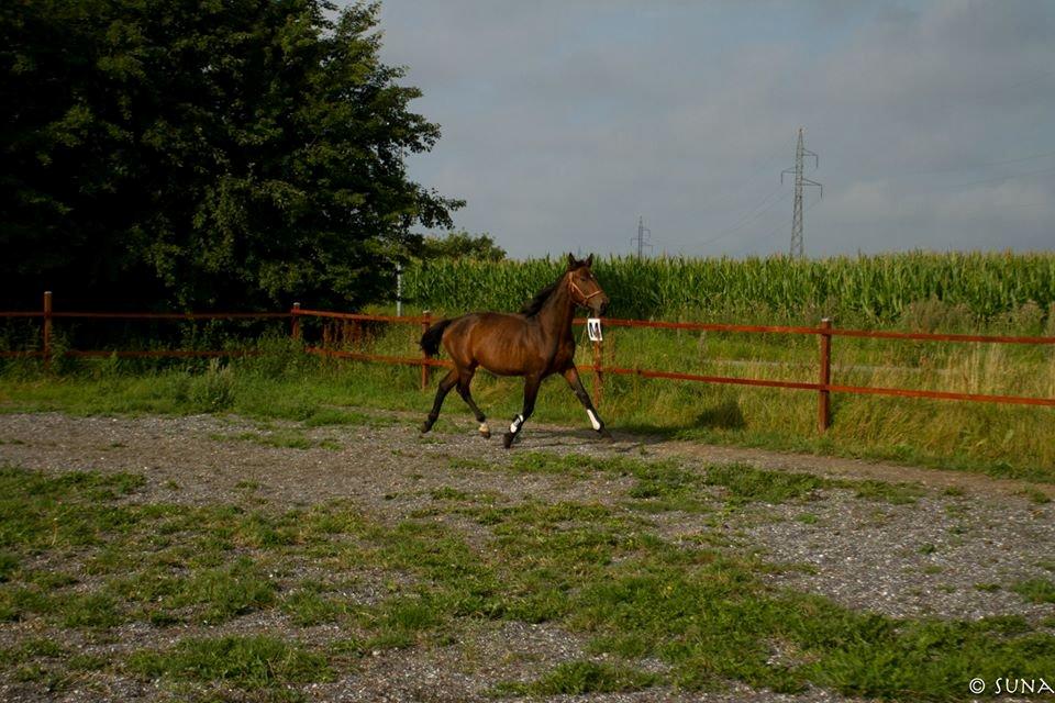 Anden særlig race DP Dumbledore billede 3