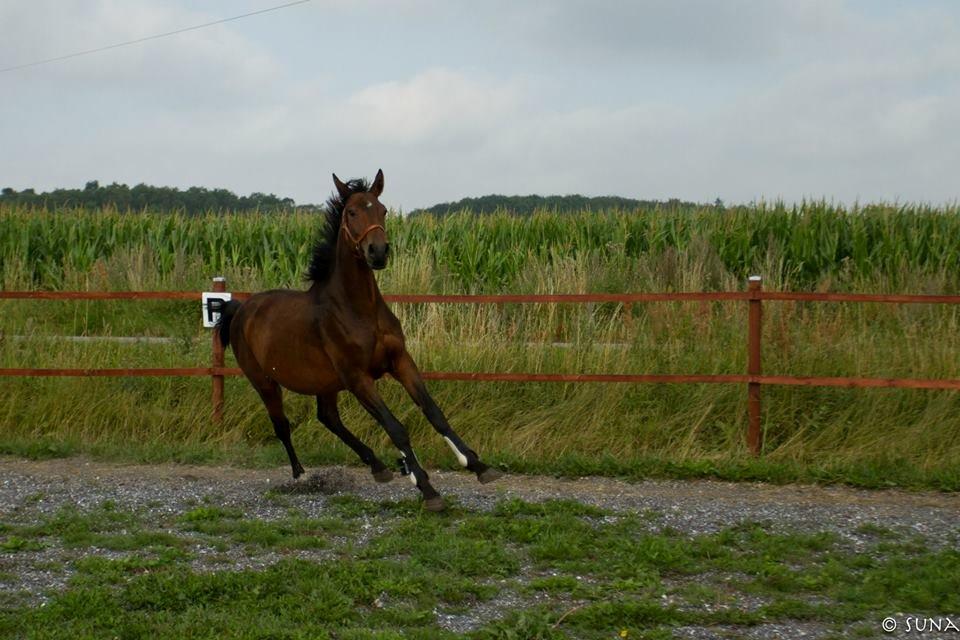 Anden særlig race DP Dumbledore billede 4