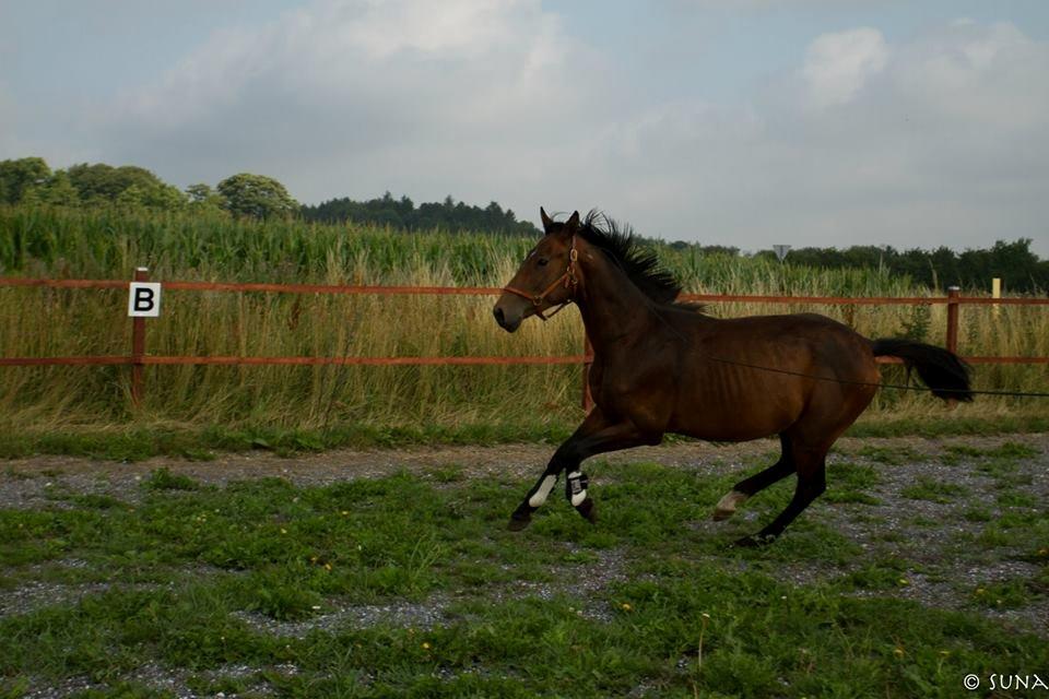 Anden særlig race DP Dumbledore billede 5