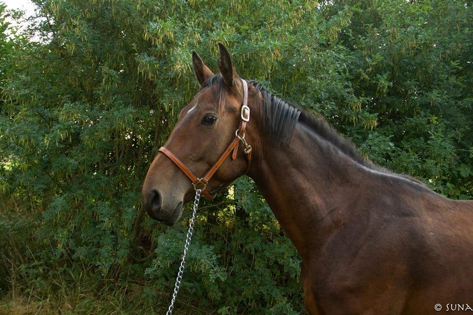 Anden særlig race DP Dumbledore billede 6