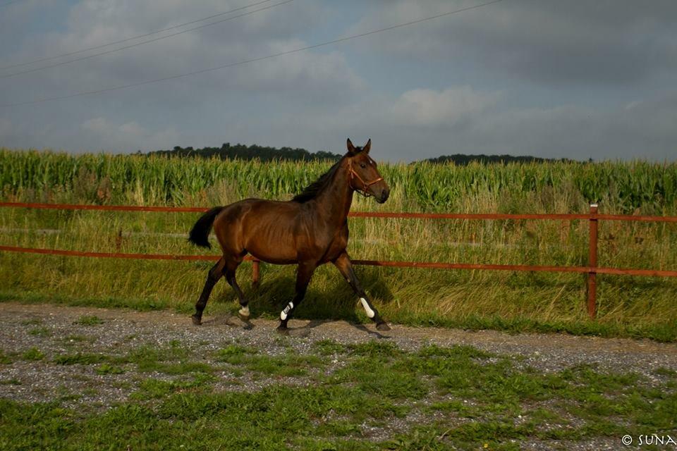 Anden særlig race DP Dumbledore billede 7