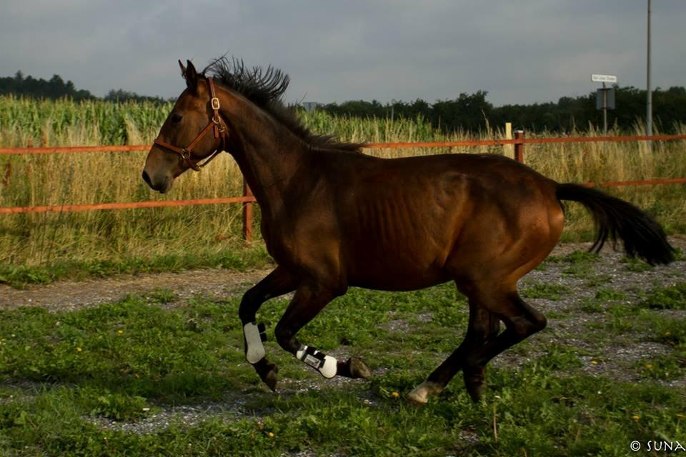 Anden særlig race DP Dumbledore billede 8