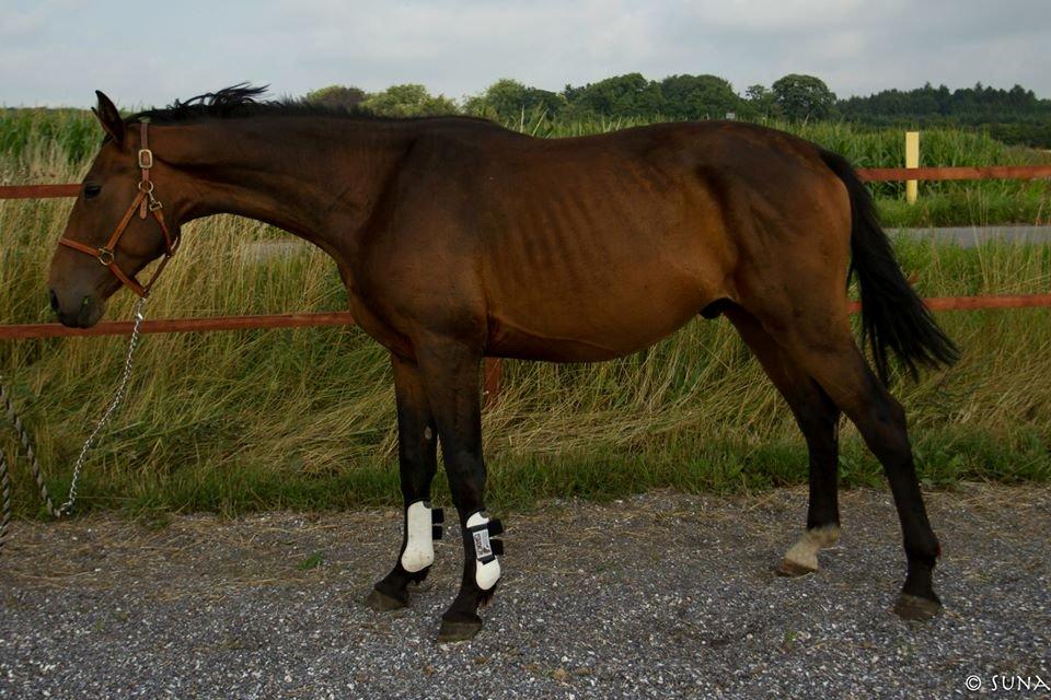 Anden særlig race DP Dumbledore billede 9